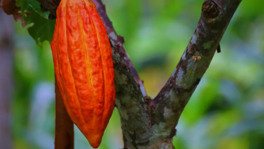 vaina de cacao, Pixabay