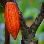 vaina de cacao ,Pixabay