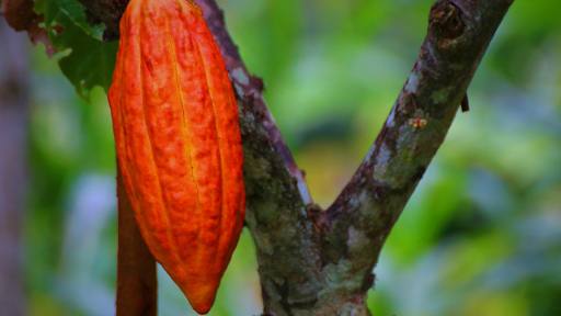 Ecuador se consolida como el nuevo gigante del cacao mundial y desplaza a los tradicionales líderes africanos