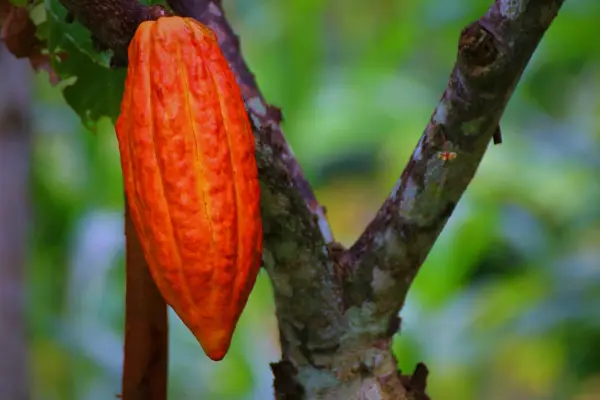Ecuador se consolida como el nuevo gigante del cacao mundial y desplaza a los tradicionales líderes africanos